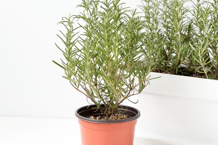 로즈마리 허브 화분 모종 키우기