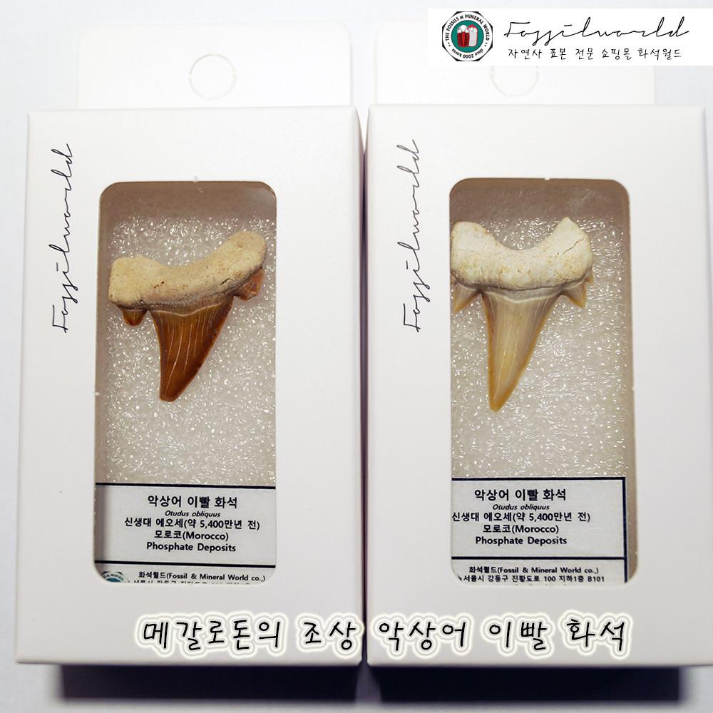 메갈로돈의 조상 악상어 이빨 화석