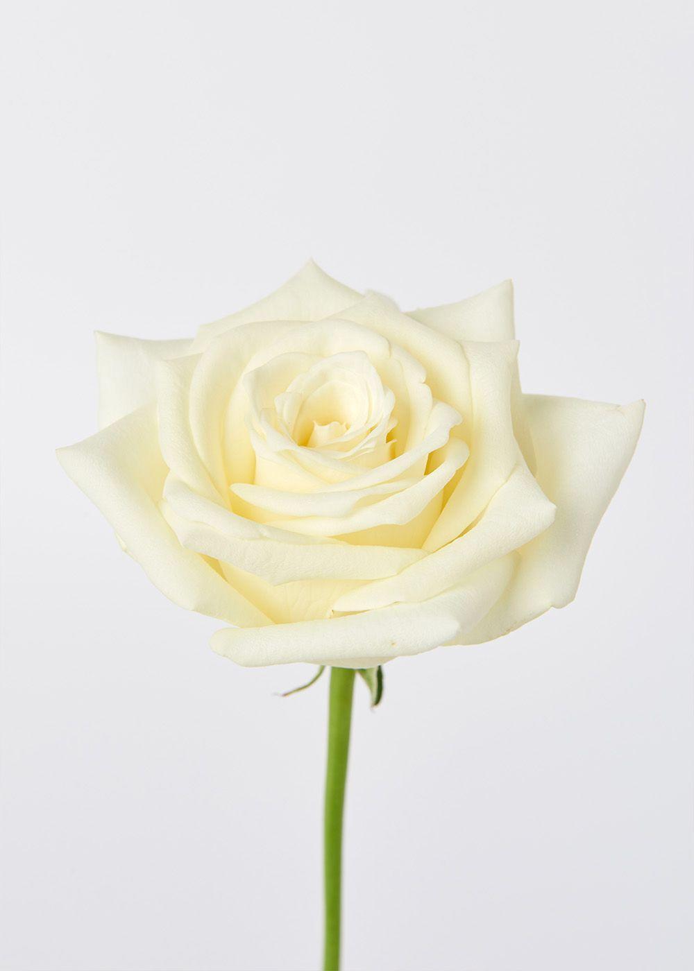 순수했던 시절이 그립다면, 마루시아 장미_반단(5대)