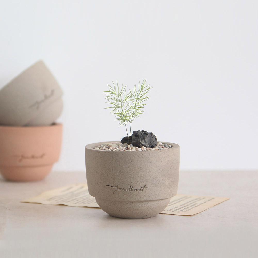 아스파라거스 미리오클라두스 미니 자르디네