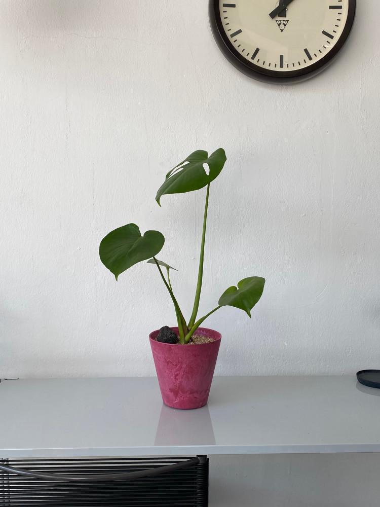 몬스테라 공기정화식물 키우기 쉬운 인테리어식물 개업선물 생일선물