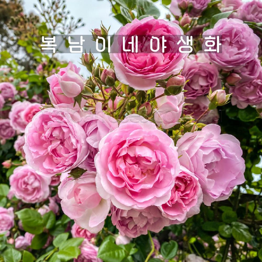 줄장미 자스미나 소품 [2포트 복남이네야생화 모종 넝쿨장미 덩굴장미 핑크 로즈 rose]