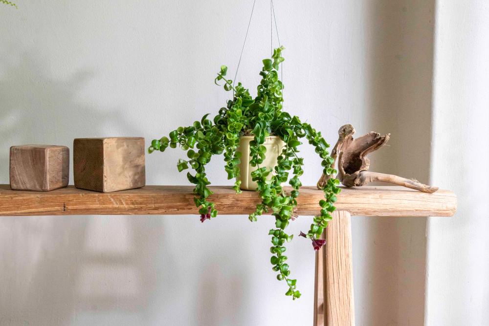 트위스트 트리쵸스 애쉬난더스 행잉식물 인테리어 집꾸미기