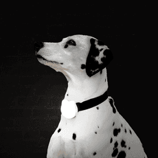 펫토 펫라이트 야간 산책 강아지 LED 목걸이