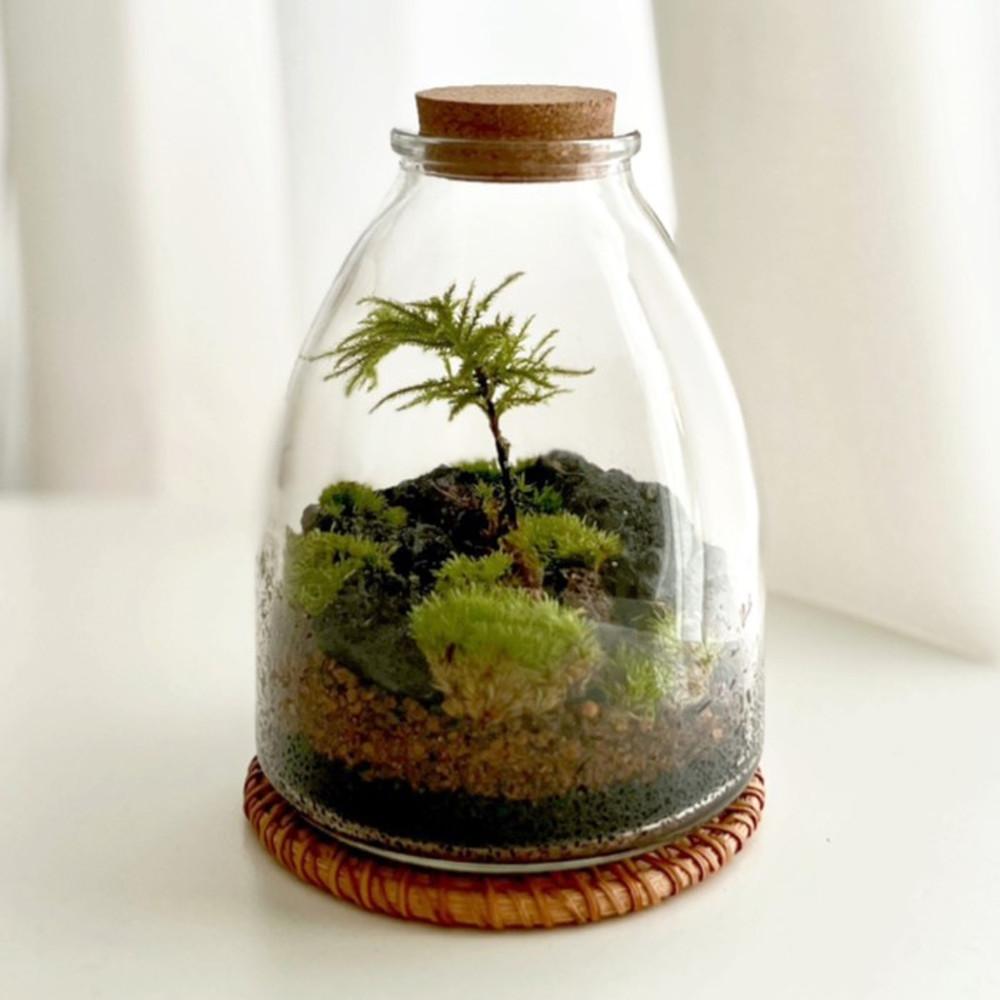 고독한 테라리움 만들기 키트 DIY 나무이끼 제주애기모람 키우기