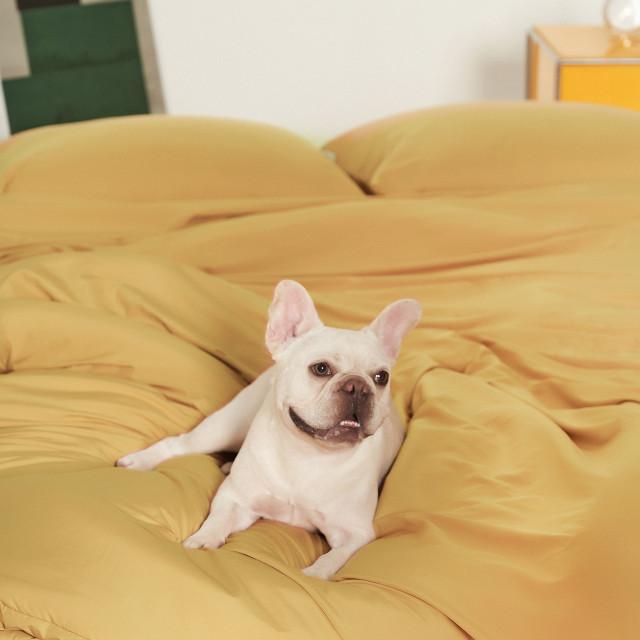 반려동물과 함께 쓰는 알러지케어 나란히 차렵이불 SS