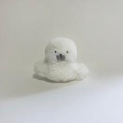 아기 햐프물범