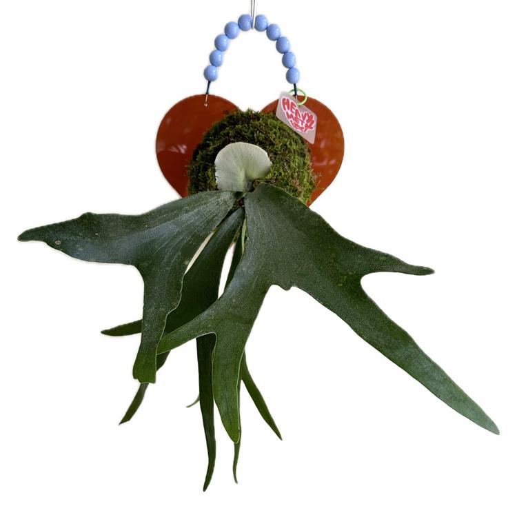 행잉 하트 박쥐란 (BROWN HEART / BLUE HANDLE)