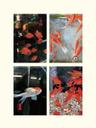 fish post card set (4장)