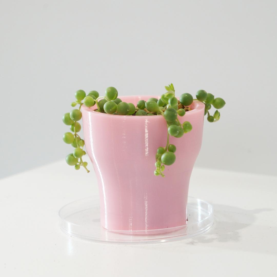콩란