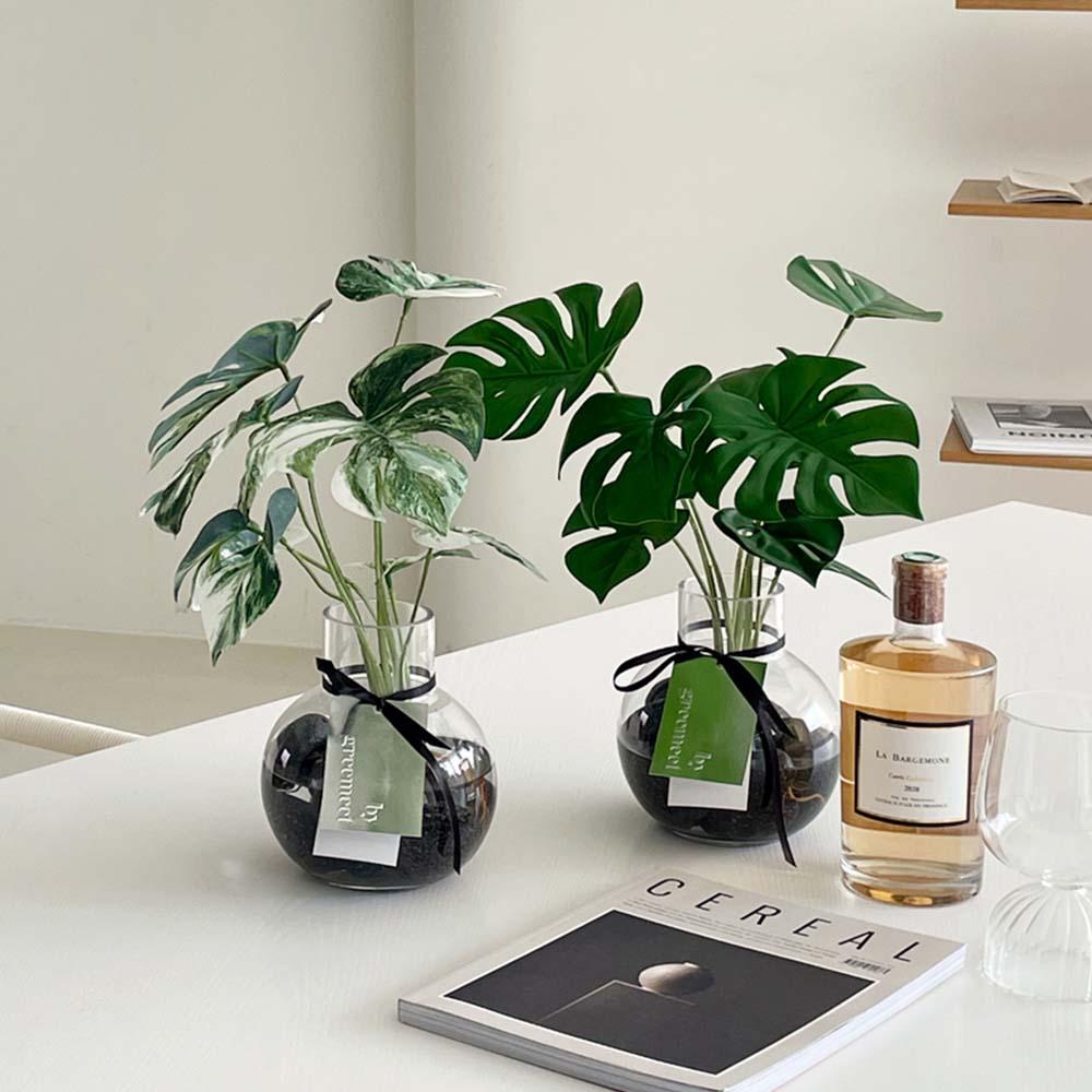 [real plant] 몬스테라