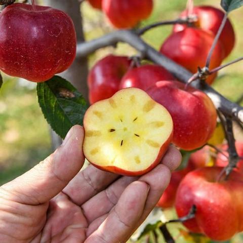 [17-18 Brix] 영주 별사과