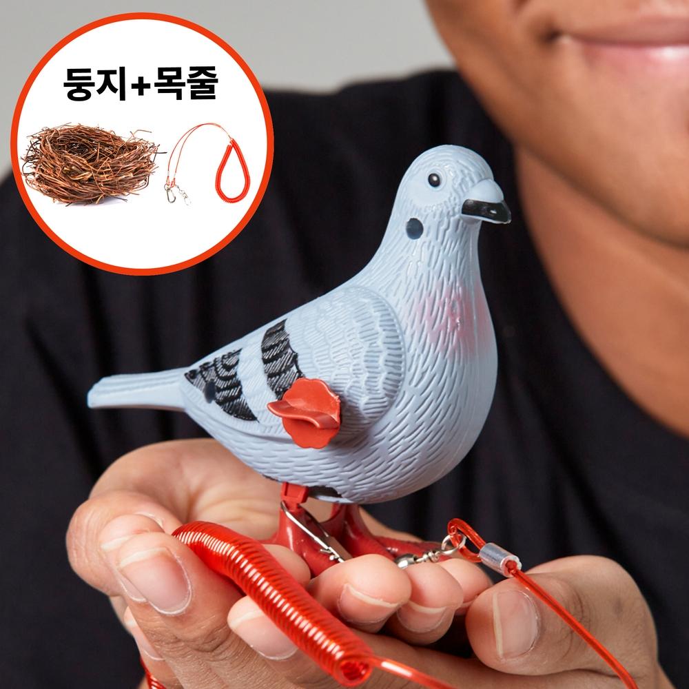 반려 비둘기 세트 (비둘기+산책줄+둥지) 애완 힐링템 생일선물 쓸데없는 신박한 선물