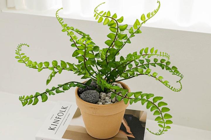 플랜테리어 미니 조화 나무 펠라에아 화분 토분 세트