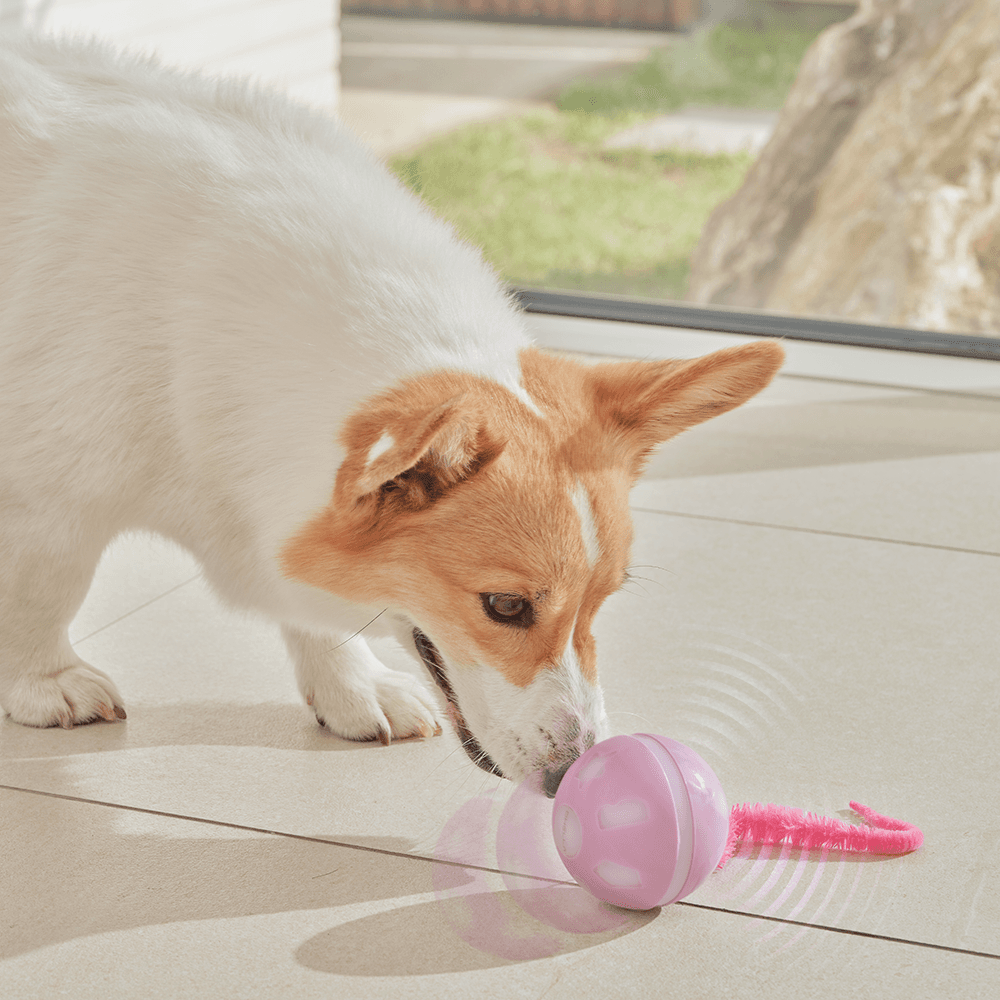오엘라 강아지 자동 롤링볼 장난감 PP02