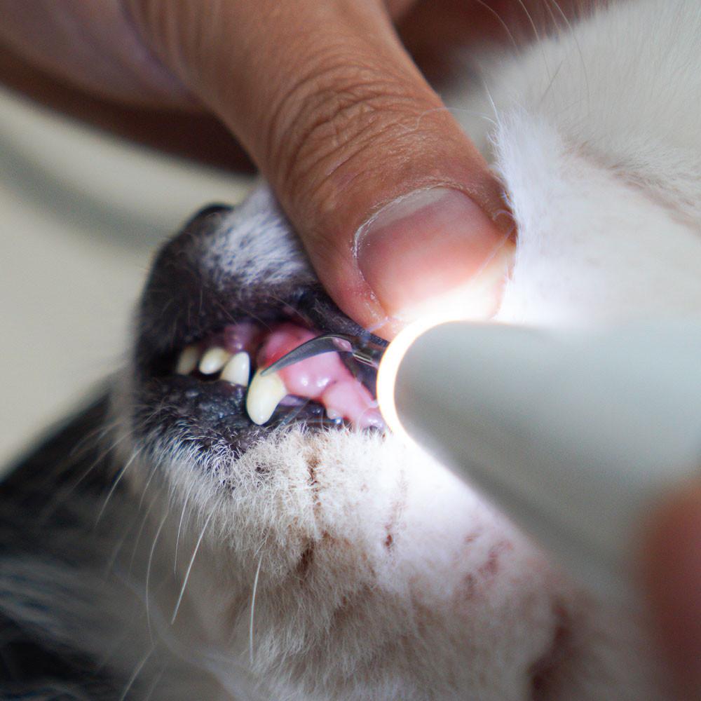 콩냥콩냥 강아지 고양이 치석제거기 초음파 셀프 스케일링