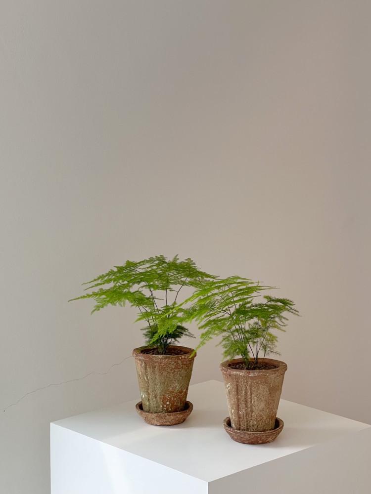 밀로스 아스파라거스 나누스 키우기 플랜테리어 집들이 식물 빈티지 시멘트 화분