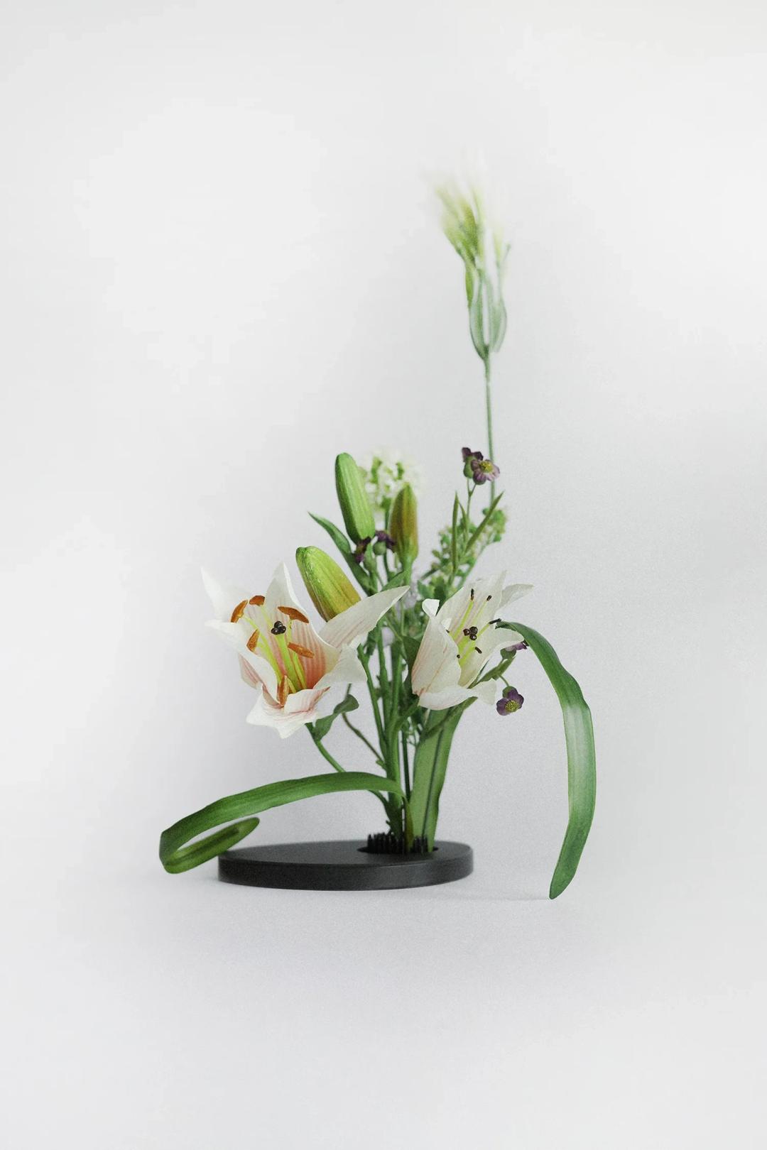 베이비 치크 릴리