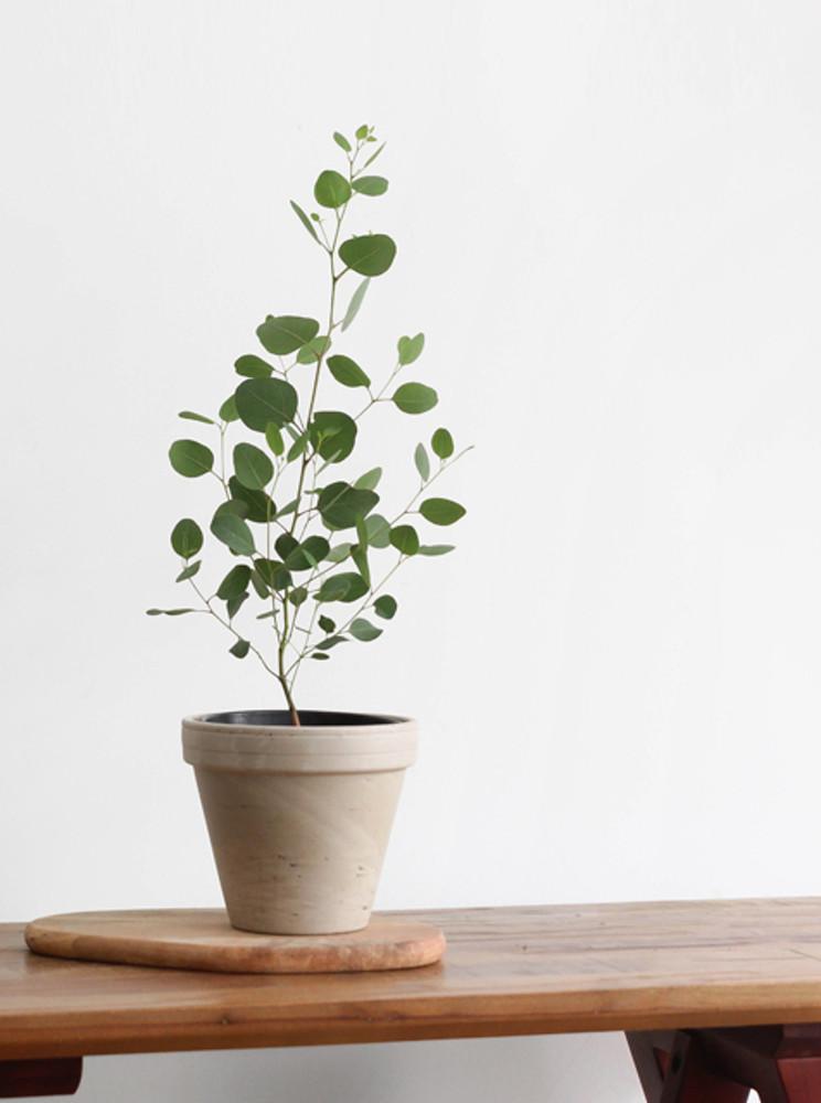 비염에 좋은 식물 유칼립투스 폴리안 키우기 (중품)