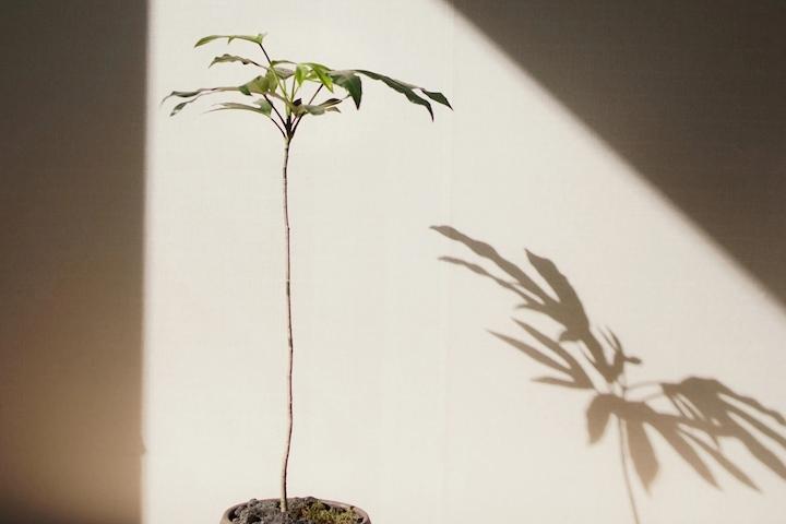 [오늘의딜]선이 고운 황칠나무+원형토분 대형 인테리어 화분 (3 size)