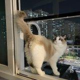 ST시스템 고양이 창문 테라스 캣티오 고양이캐노피