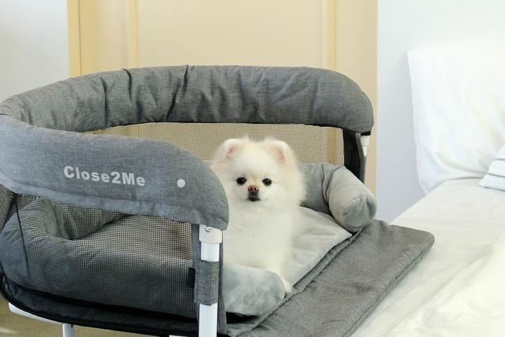 반려동물 해먹 텐트 고양이 강아지 침대