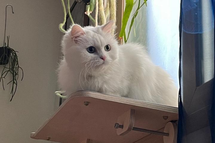 냥틀 고양이 창문, 창틀선반 캣타워