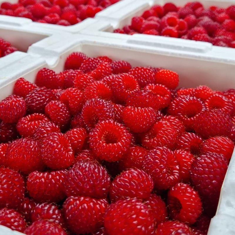 산딸기 냉동과 프리미엄형 500g, 1kg, 2kg GAP인증