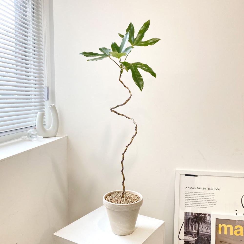 황칠나무 s자 기본포트 토분 화분 키우기