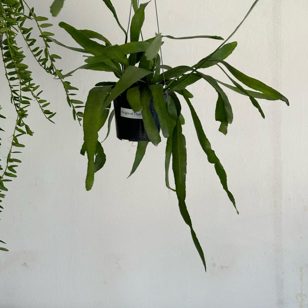 행잉식물 립살리스 부사완 카페 인테리어식물 플랜테리어