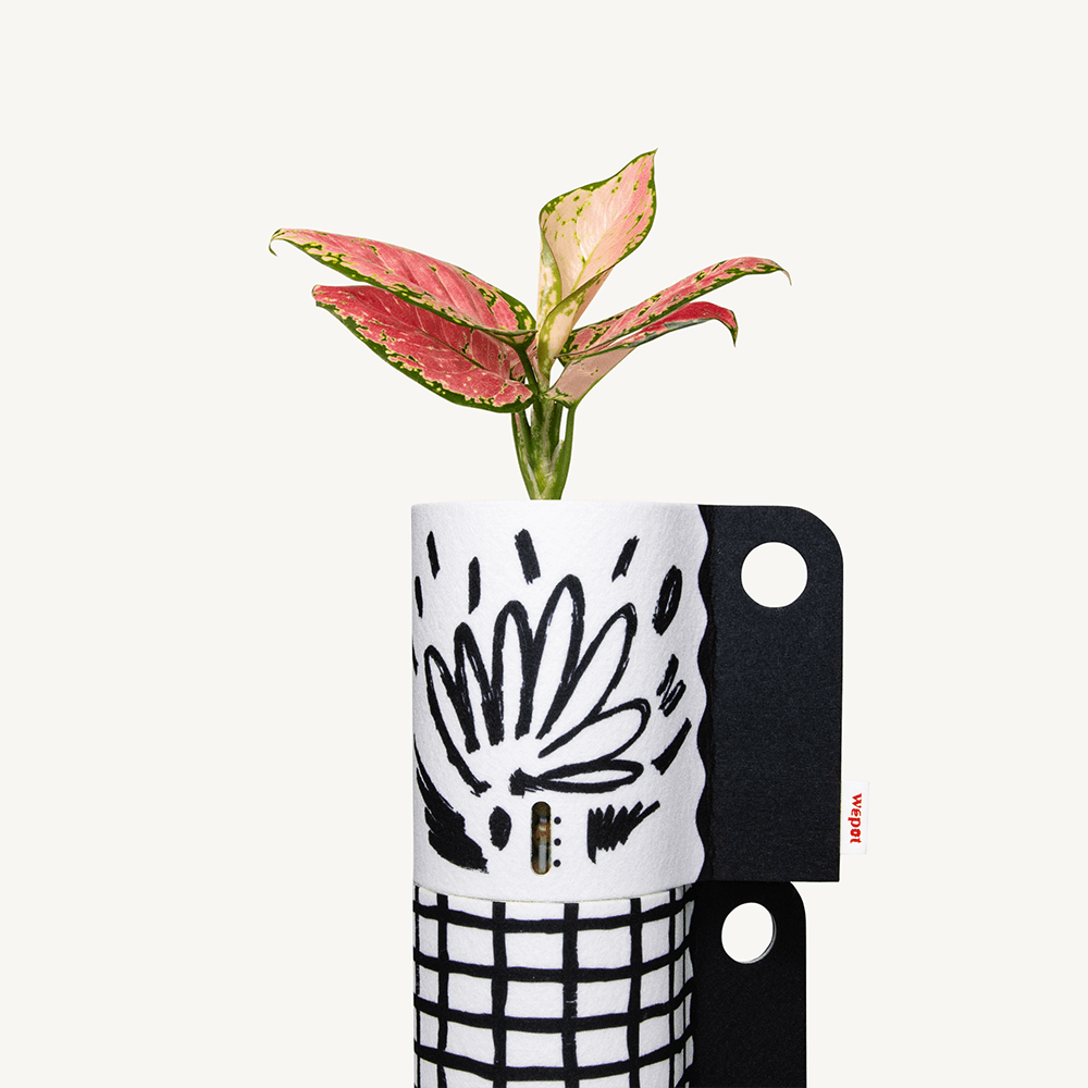 반수경재배 식물키트 레이어드 블랙 - 아글라오네마 레이디 발렌타인 M