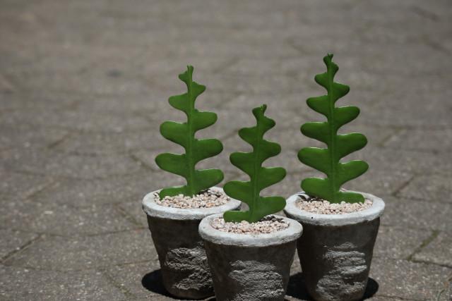 셋째날 다육식물 다육이 피시본 키우기 생선뼈선인장 플랜테리어 실내 감성 공기정화