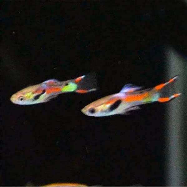 레드 엔들러스 구피 [1쌍] - 상아쿠아