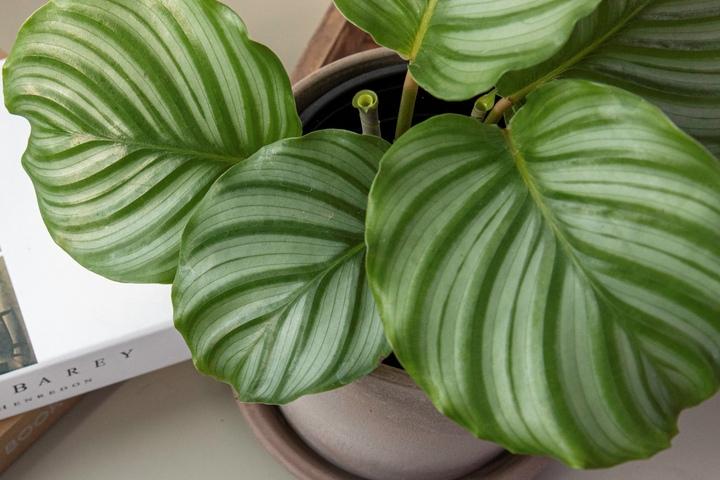 오르비폴리아 칼라데아 플랜테리어 실내공기정화식물