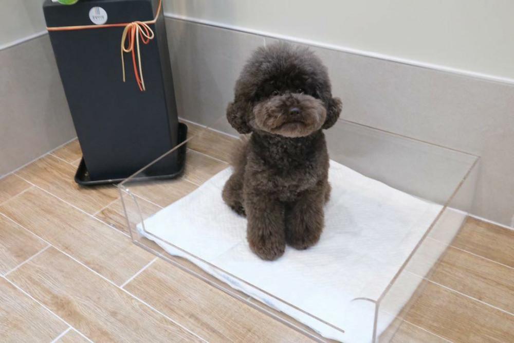 아크리코 강아지 고양이 배변판 애견 화장실 투명