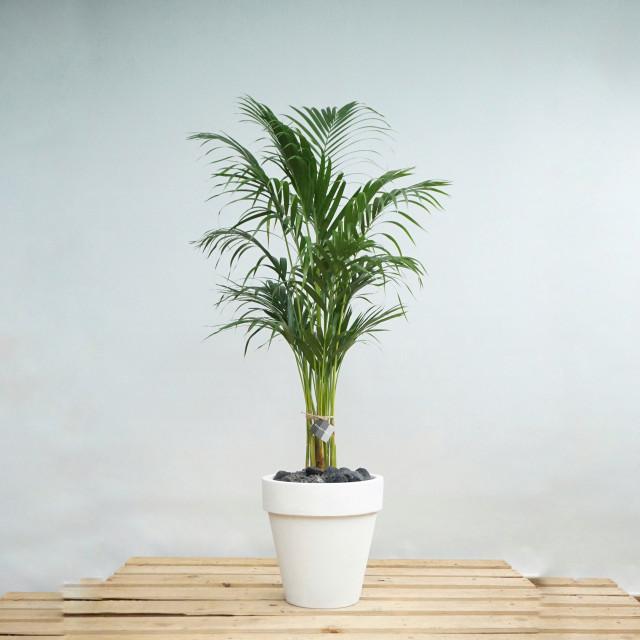 아레카야자 오리지널화이트폴리스톤화분 개업식물