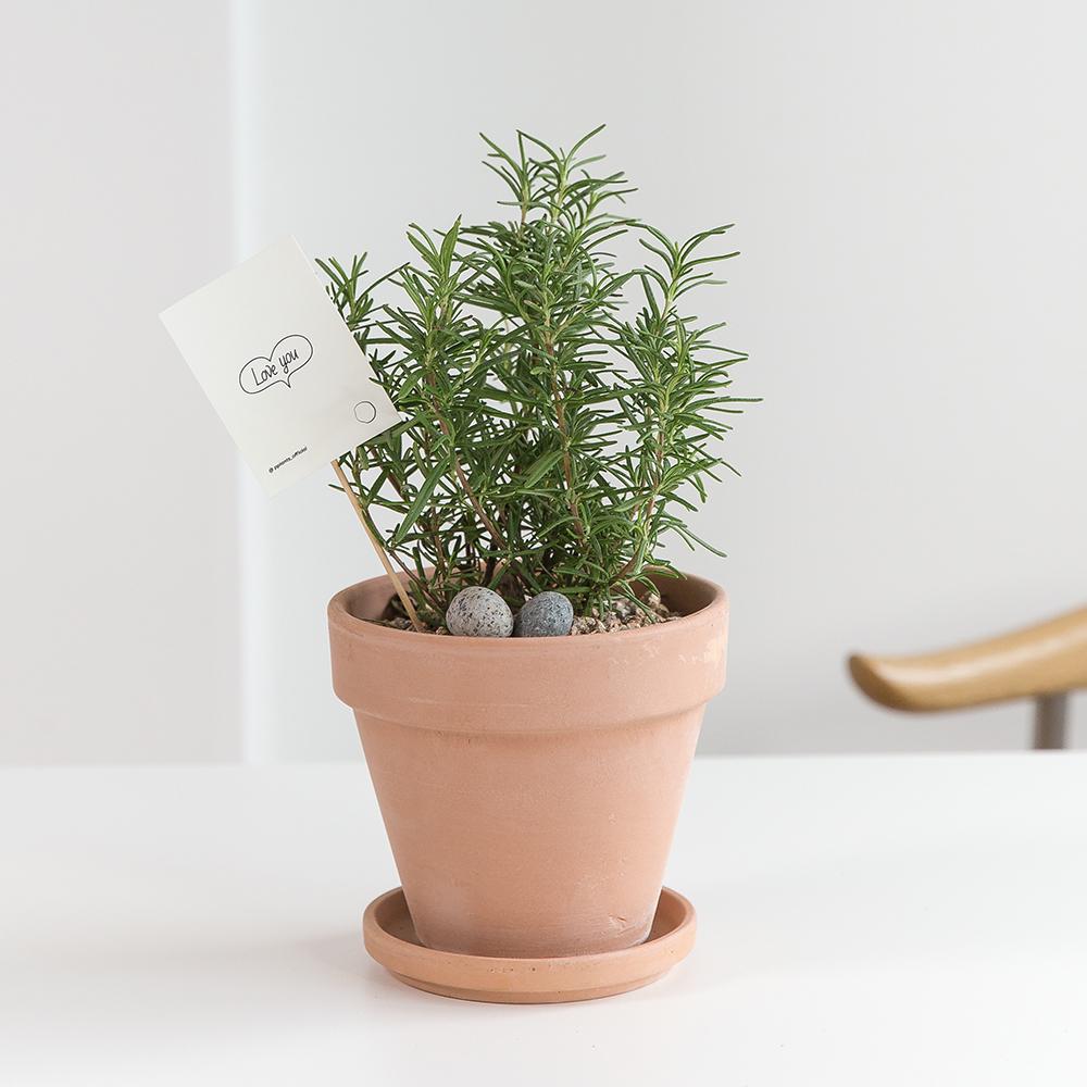 [화분선물/홈가드닝] 키우기 쉽고 활용도 높은 허브 "로즈마리 베이지 토분" 미니 화분