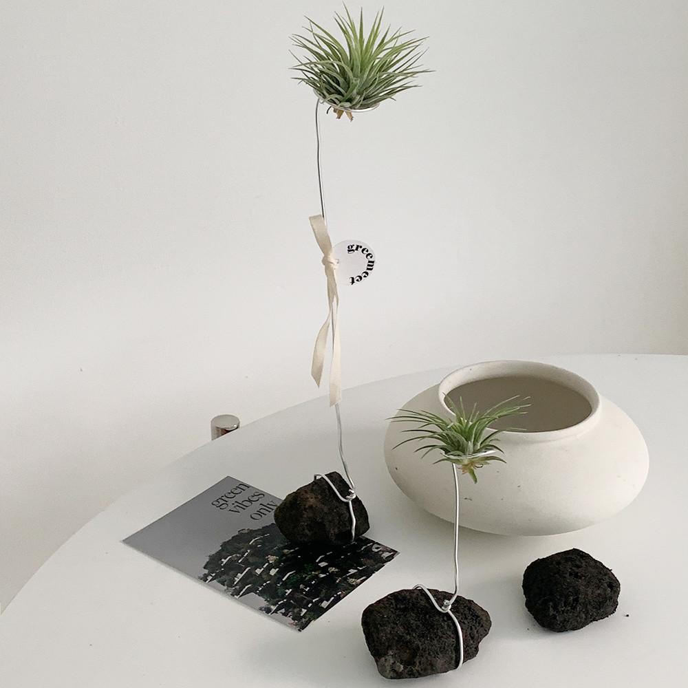 그리밋 틸란 틸란시아 틸란드시아이오난사 행잉플랜트 플랜테리어 이오난사키우기