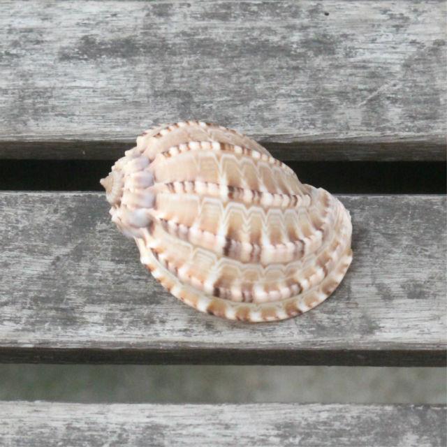 꽈배기 소라