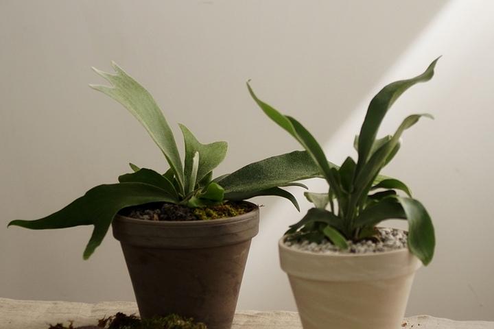 존재감 넘치는 박쥐란 토분세트