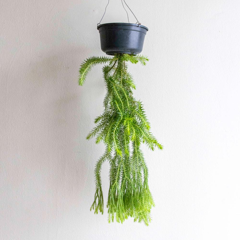 석송 스퀘어로사 공기정화 행잉식물 플랜테리어