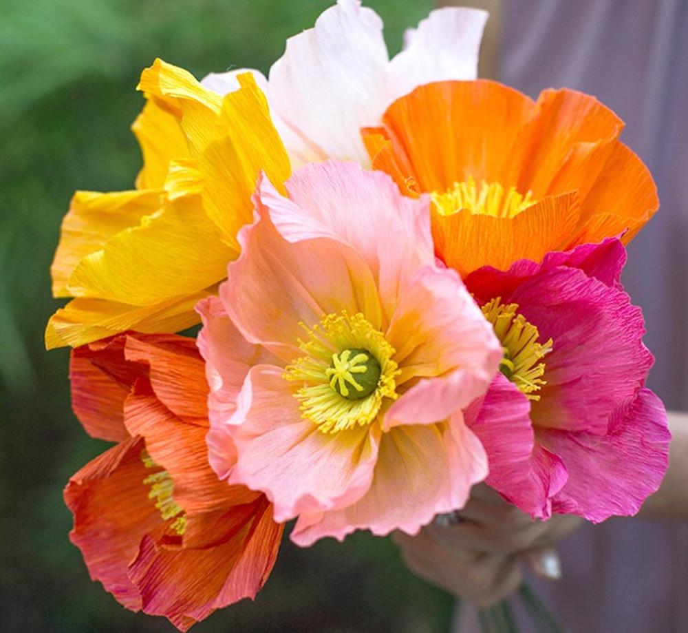 양귀비 '윈드송 혼합색' (Papaver nudicaule, 'Wind Song') 모종 : 도개화원