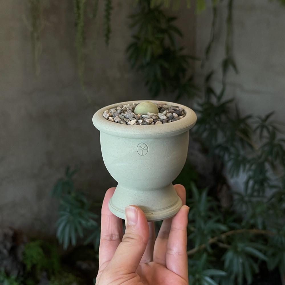 풀집 스프라우트 드럼팟 코노피튬 칼큘러스 미니 다육 토분 플랜테리어