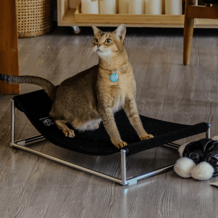 [EQL♥ggh 하트에디션] 블랙 고양이 썬베드 해먹