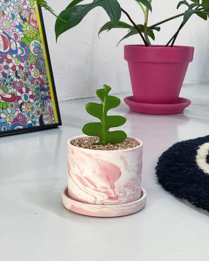 미니 생선뼈 선인장 다육이 피쉬본 다육식물 키우기