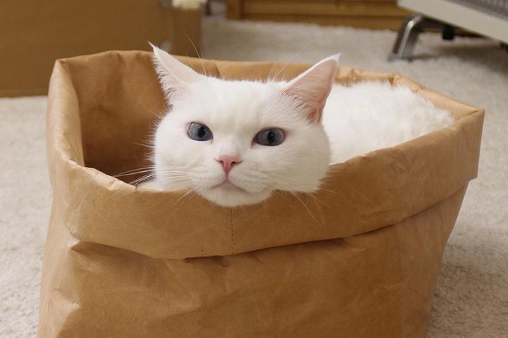 고양이 타이벡 빵봉투 바스켓