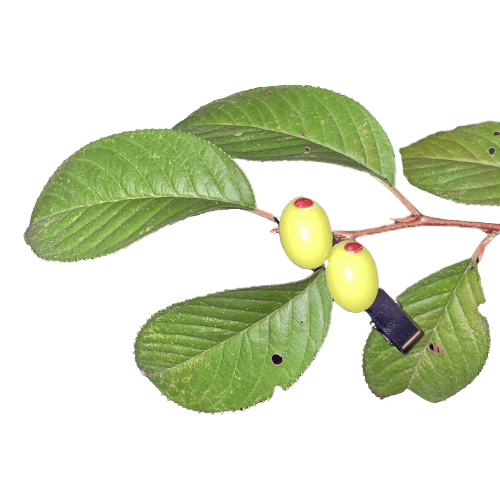 green olive hairclip