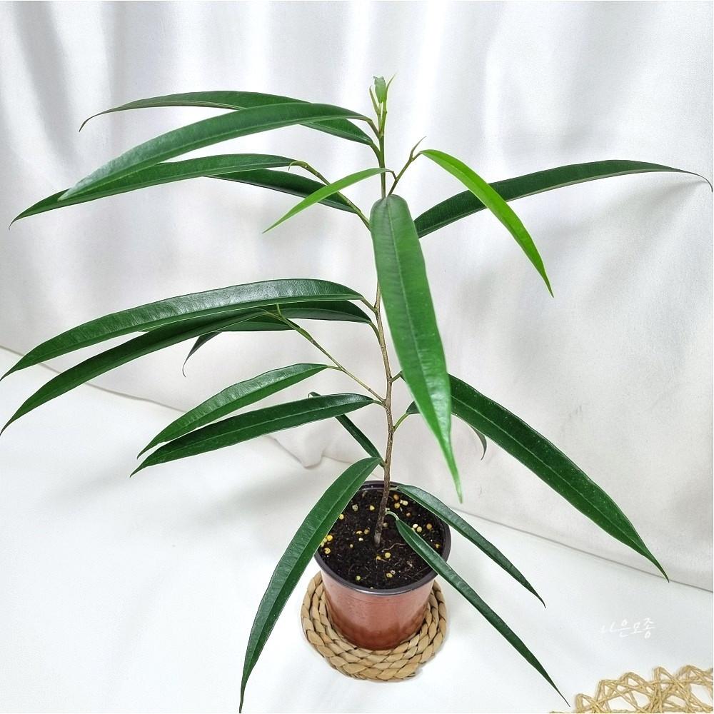 알리 고무나무 휘커스 벤자민 고급 실내 식물