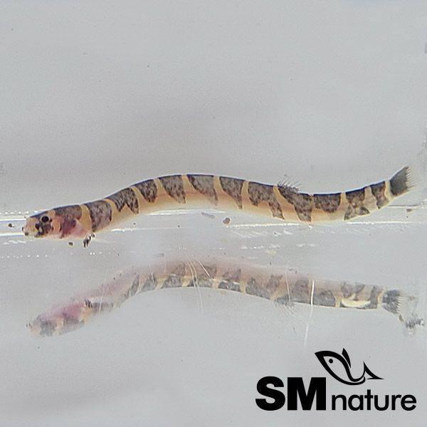 쿨리 로찌 [2마리] - 상아쿠아