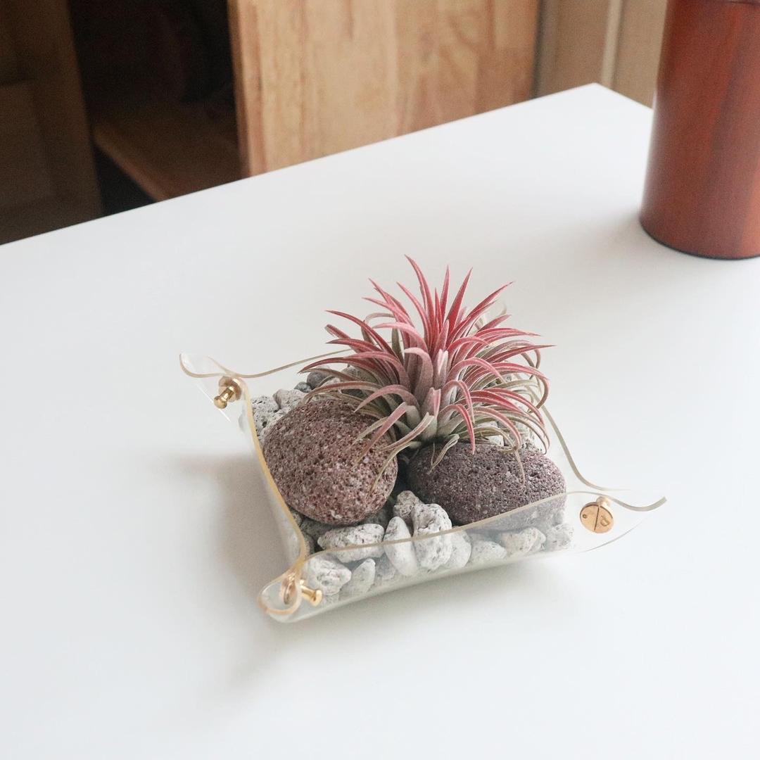 [플랫츠] 반려식물 플랜트 팟트레이 + 틸란드시아 이오난사